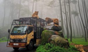Taman-Safari-Prigen-Jawa-Timur-750x500